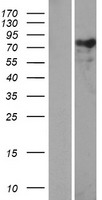 Nexilin (NEXN) Human Over-expression Lysate