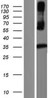 Kallikrein 8 (KLK8) Human Over-expression Lysate
