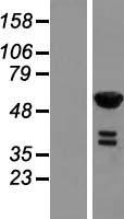 RFTN2 Human Over-expression Lysate