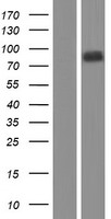 DCST2 Human Over-expression Lysate