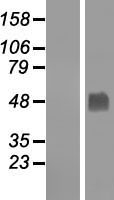 GABPB2 Human Over-expression Lysate