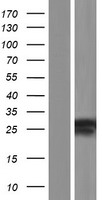 MBD3L2 Human Over-expression Lysate
