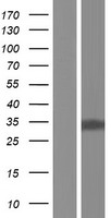 CYB5D2 Human Over-expression Lysate