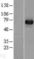 UROC1 Human Over-expression Lysate