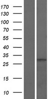 GLT1D1 Human Over-expression Lysate