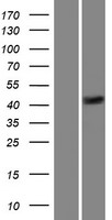 LETM2 Human Over-expression Lysate
