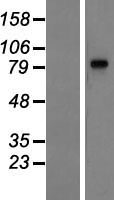 LRGUK Human Over-expression Lysate
