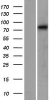 Calpain 12 (CAPN12) Human Over-expression Lysate