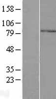 CCDC13 Human Over-expression Lysate