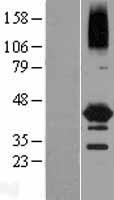 NEIL2 Human Over-expression Lysate