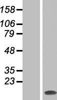 MAX Human Over-expression Lysate