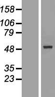 GALNTL5 Human Over-expression Lysate