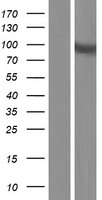 OSBPL3 Human Over-expression Lysate