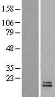 UCMA Human Over-expression Lysate