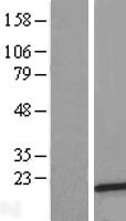 FAM241B Human Over-expression Lysate