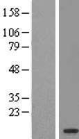 OSTCP1 Human Over-expression Lysate