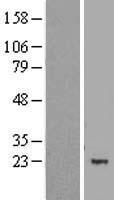 MBD3L1 Human Over-expression Lysate