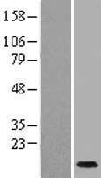 SCGB1C1 Human Over-expression Lysate
