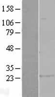 Glutathione S Transferase alpha 1 (GSTA1) Human Over-expression Lysate