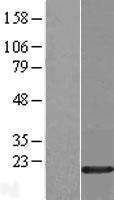 HMGA1 Human Over-expression Lysate
