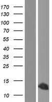 HMGA1 Human Over-expression Lysate
