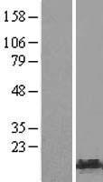 HMGA1 Human Over-expression Lysate