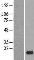 C9orf23 (RPP25L) Human Over-expression Lysate