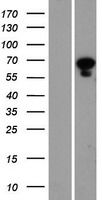 PANK1 Human Over-expression Lysate
