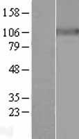 ATP1A3 Human Over-expression Lysate
