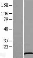 C12orf54 Human Over-expression Lysate