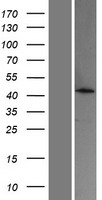 Acyl coenzyme A Thioesterase 4 (ACOT4) Human Over-expression Lysate