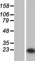 C1orf93 (FAM213B) Human Over-expression Lysate