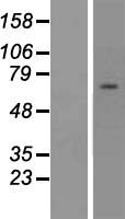 ZNF285 Human Over-expression Lysate