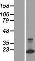 CLDND2 Human Over-expression Lysate