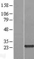 C5orf24 Human Over-expression Lysate