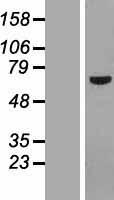 POC5 Human Over-expression Lysate