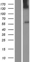 UGT3A1 Human Over-expression Lysate