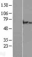 CLHC1 Human Over-expression Lysate