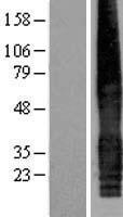 CACNG5 Human Over-expression Lysate