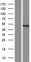 KICS2 Human Over-expression Lysate