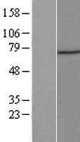 ZNF583 Human Over-expression Lysate