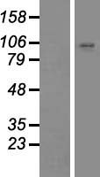 ZNF560 Human Over-expression Lysate