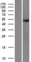 ZNF597 Human Over-expression Lysate