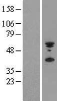 PYHIN1 Human Over-expression Lysate