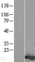 FAM81A Human Over-expression Lysate