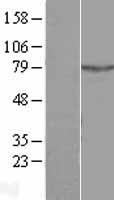C2CD6 Human Over-expression Lysate