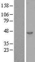 C6orf151 (SNRNP48) Human Over-expression Lysate