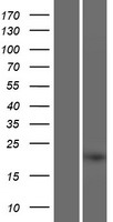 C4orf45 Human Over-expression Lysate