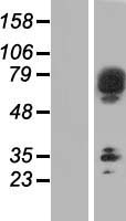 SCFD2 Human Over-expression Lysate