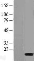 C3orf22 Human Over-expression Lysate